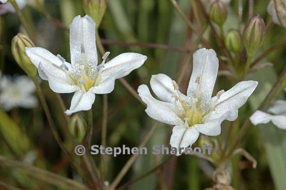 triteleia lilacina 2 graphic